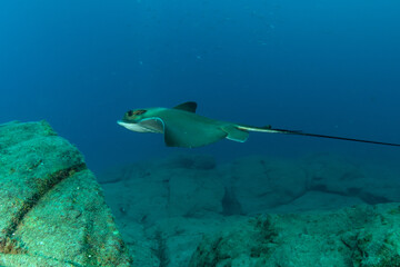 Common stingray (Dasyatis pastinaca) Tenerife, Canary Islands.