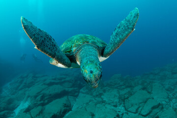 Obraz premium Green turtle (Chelonia mydas), Montana Amarilla in Tenerife, Canary Islands.