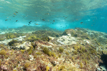 Obraz premium Underwater rocky reef with Ornate Wrasse (Thalassoma pavo) and other reef fish at Montaña Amarilla, Tenerife, Canary Islands