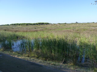 Obraz premium Marais Parc national de Doñana