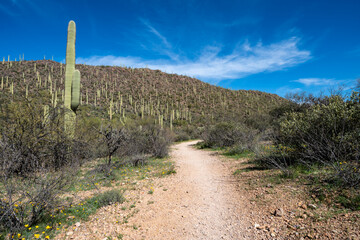 Saguaro catcus along the Yetman trail at Tucson Mountain Park in the spring. Arizona USA