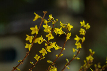 東京赤坂氷川神社にある手水舎のレンギョウ