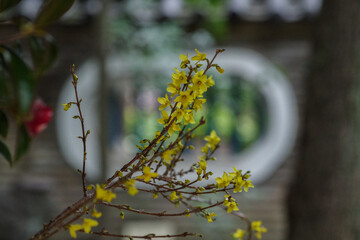 東京赤坂氷川神社にある手水舎のレンギョウ