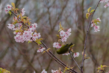 東京ミッドタウンの河津桜とメジロ