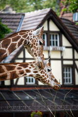 two giraffes with a house in the background