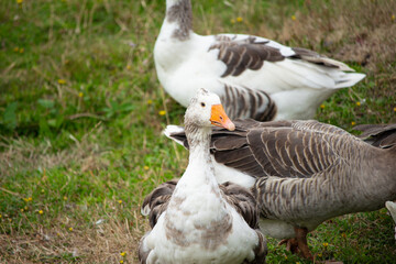 Closeup of goose on the grass, domestic bird