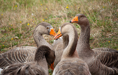 Closeup of flock of domestic geese on a meadow. Geese in the grass, domestic bird, flock of geese