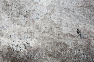 Foret sous la neige