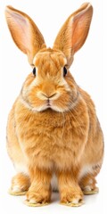lop-eared rabbit with extraordinary long ears , easter
