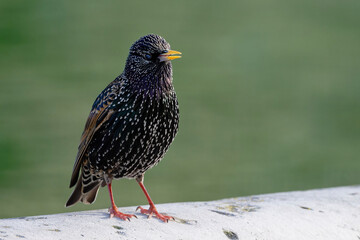 étourneau sansonnet - sturnus vulgaris linnaeus - Tuilerie - Louvre
