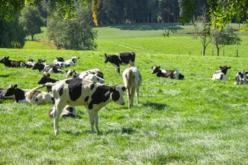 Naklejka na ściany i meble Cows grazing on a large green meadow
