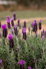Obraz premium lavender bees