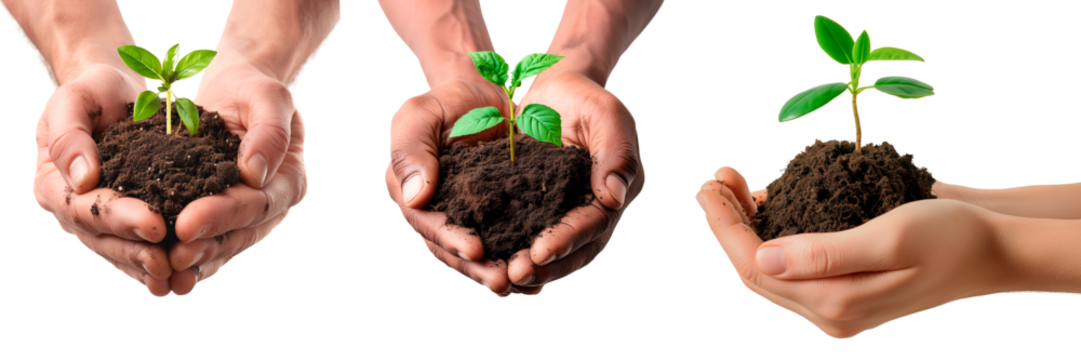 Set of sprouts growing in hands from a pile of earth, isolated on a transparent background. Concept of growth or increasing investment. A design element to be inserted into a design or project.