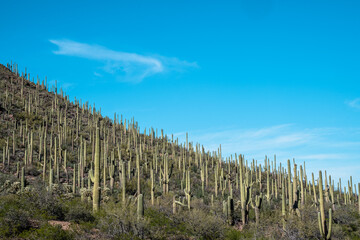 Fototapeta na wymiar Saguaro cactus along a mountainside, in Tucson Mountain Park Arizona
