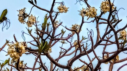 beautiful, flowers, colored, pattern, pretty, lovely, blue, amazing, leaves, spring, flower, lovely beautiful blue colored pattern, color, rose, roses