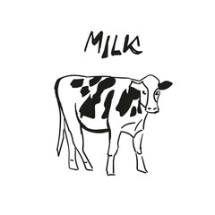 Hand drawn sketches of cows. number of livestock. livestock animal grazing. vector illustration