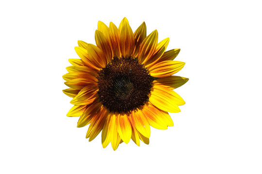 Sunflowers isolated on white background.  Make clipping path.