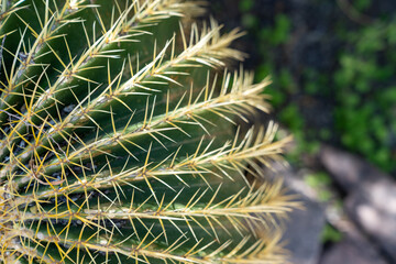 Barrel cactus in the shade, in Arizona