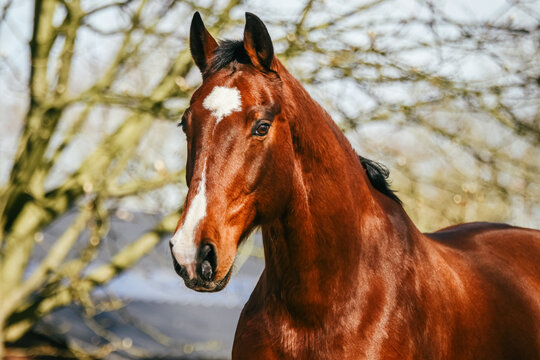 Brown KWPN gelding with wintercoat shining in the sun with white marking on head