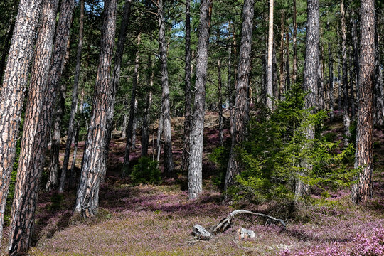 heather blossom in a pine forest