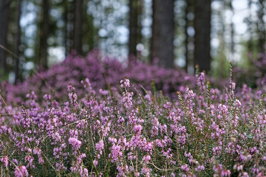 close up of blooming heather-flower