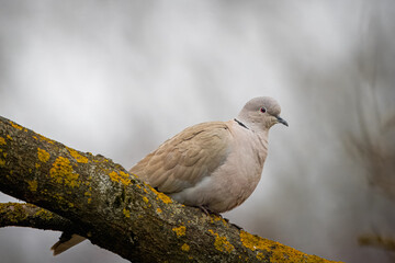 Eurasian collared dove sits on the thin branch and looks toward the camera lens on a cloudy spring day. Close-up portrait of a Eurasian collared dove with a grey background