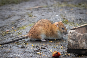 An adult water vole sits on the wet ground on a cloudy spring day. An adult arvicola close-up.