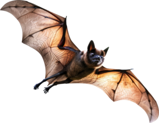 Flying fox bat, cut out transparent