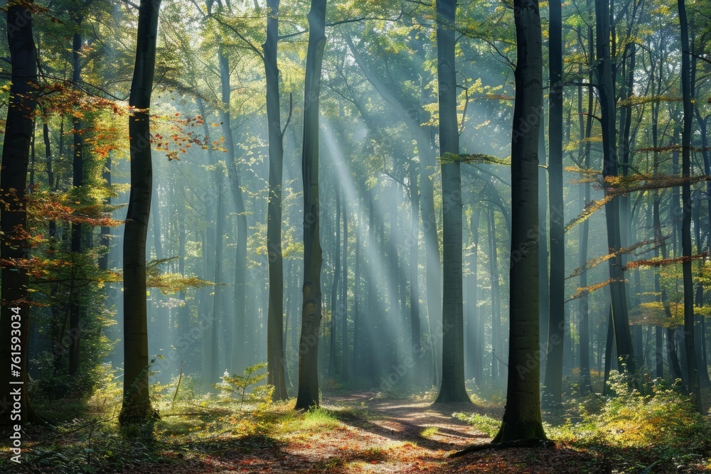 Poster a dense forest with tall trees, sunlight filtering through the leaves creating rays of light on the 