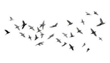 flock of birds flying isolated on transparent background cutout
