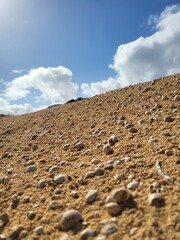 gusci di chiocciole morte sulla sabbia