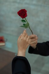 person holding a red rose