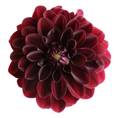 red dahlia flower isolated on transparent background