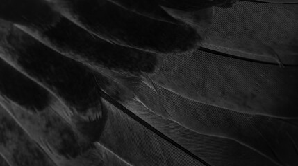 black feather pigeon macro photo. texture or background - obrazy, fototapety, plakaty