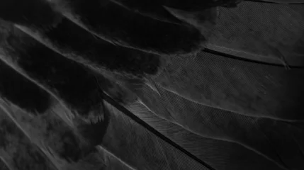 Papier Peint photo Photographie macro black feather pigeon macro photo. texture or background