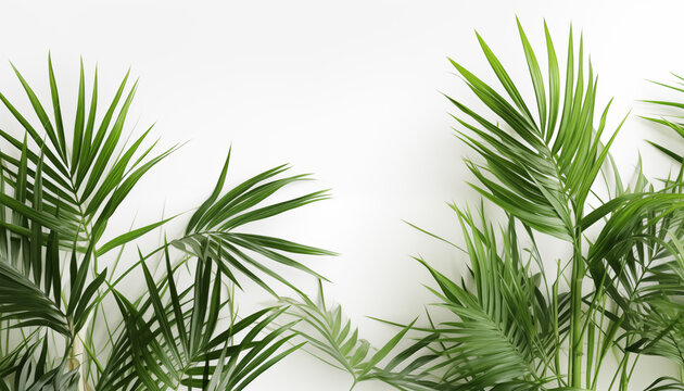 Bamboo Palm leaves on white background, isolated