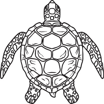 Sea Turtle coloring pages. Sea Turtle outline for coloring book