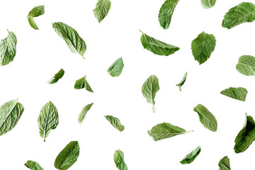 Fresh green mint leaves, cut out transparent - obrazy, fototapety, plakaty