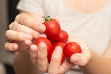 Fresh Cherry Tomatoes in Female Hands. Hands gently holding a selection of ripe cherry tomatoes.