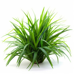 Vibrant green spider plant with variegated leaves in a white pot, isolated on white.