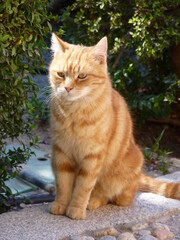 Chat roux