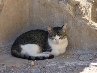 Chat couché dans un village