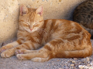 Chat roux