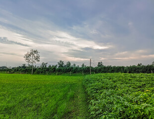 Captivating Landscapes, Sky, and Trees in Bangladeshi Natural Beauty