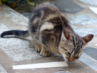 Chat grisâtre