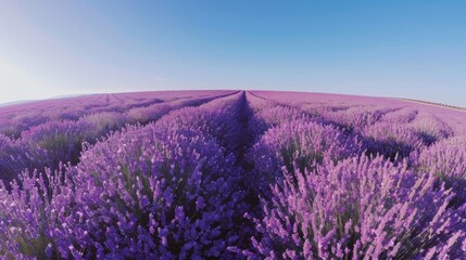 Lavender Blossoms Bird's Eye Landscape