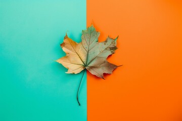 Minimalistic and creative flat lay arrangement adorned with maple golden leaves set against a two-colored orange and green-blue background