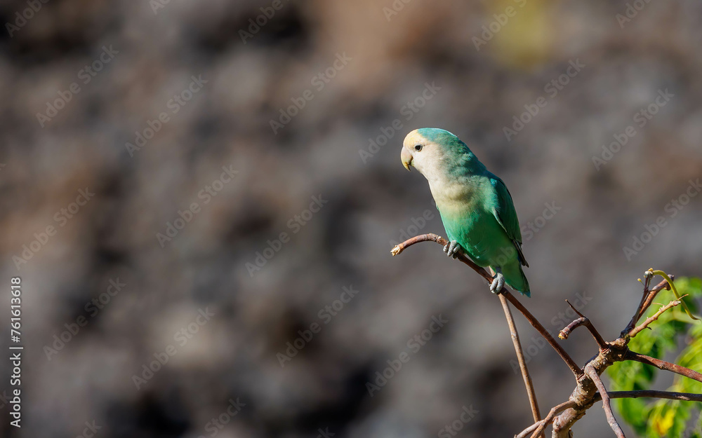 Poster Hawaiian love bird on branch