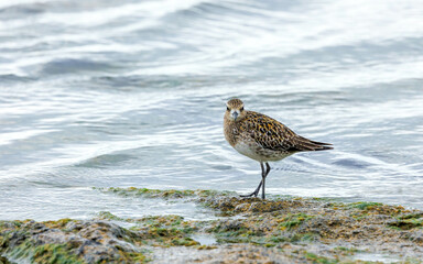 small water bird on shore of ocean
