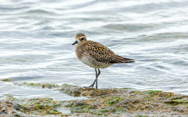 small water bird on shore of ocean